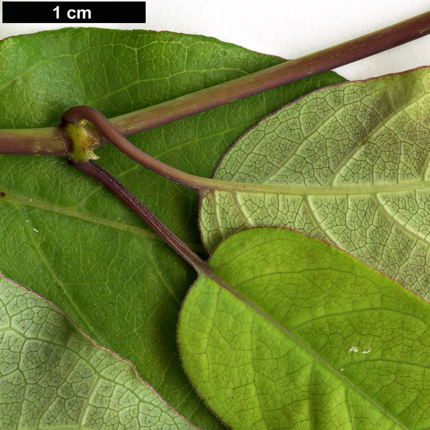 High resolution image: Family: Rubiaceae - Genus: Paederia - Taxon: foetida